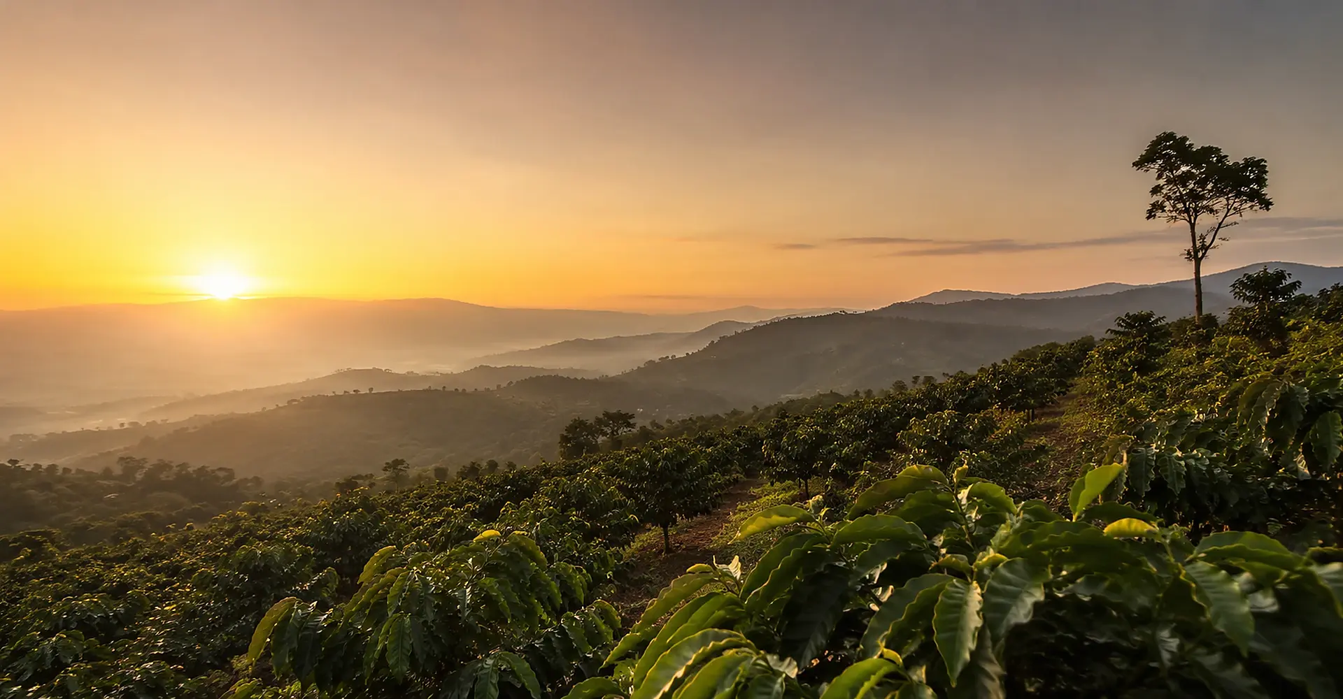 African highland coffee plantation supplying premium green coffee beans